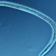 Illustration for article titled Find A Vein, You Nematode Sluts, Because Here Come 10 Mesofauna Taxa To Blow Your Shit To Nirvana